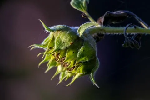 Sunflower with spider web on dark background. Stock Photos