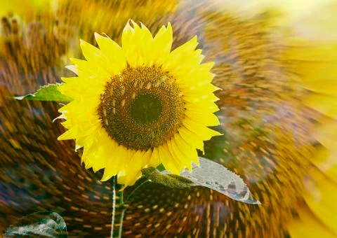 Sunflower spinning Stock Photos