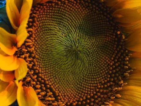 Sunflower spiral pattern close-up Foto stock