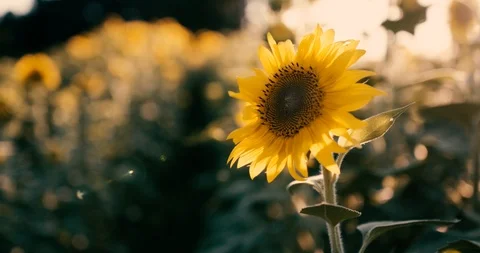 Sunflower in the spotlight Stock Footage 92480251