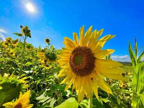 Sunflower Spotlight 写真素材