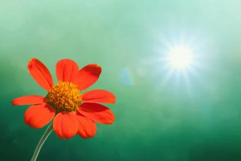 Sunflower on spring background Foto stock