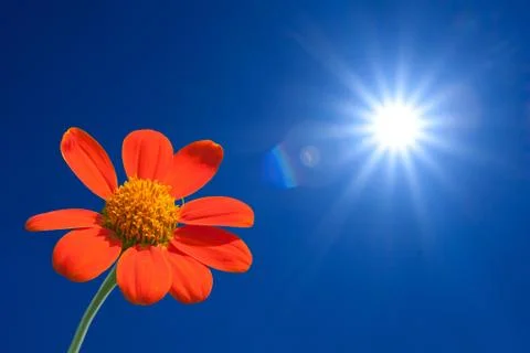 Sunflower on spring background Foto stock