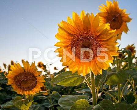 Sunflower in spring field Stock Photos