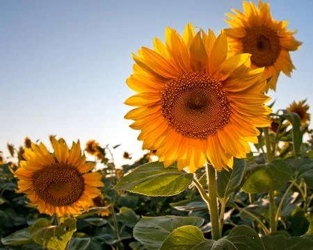 Sunflower in spring field Foto stock