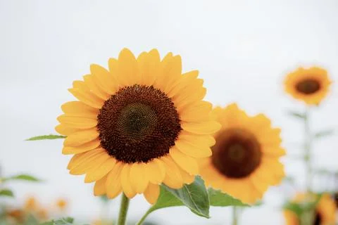 Sunflower in the spring. Stock Photos