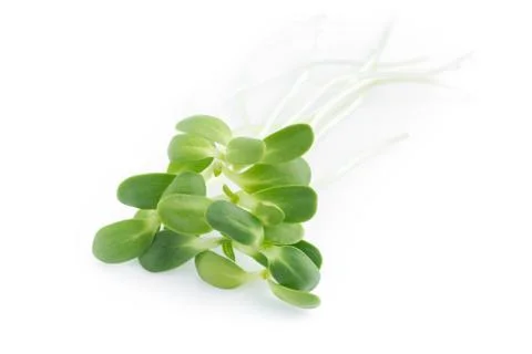 Sunflower sprout Stock Photos