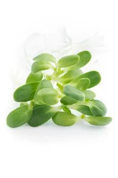 Sunflower sprout Stock Photos