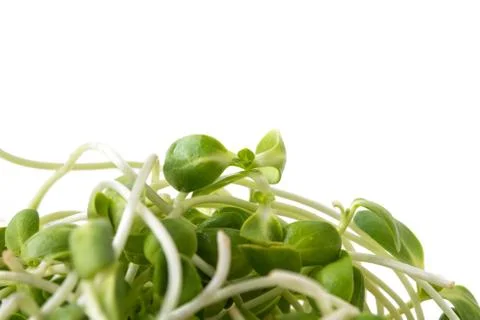 Sunflower sprout Foto stock