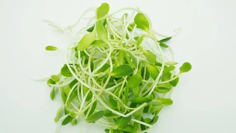 Sunflower sprout Stock Photos