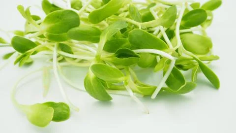 Sunflower sprout Stock Photos