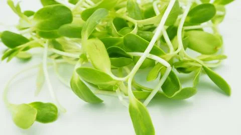 Sunflower sprout Stock Photos