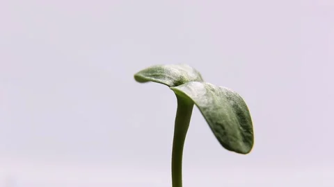Sunflower sprout rotates on a light background. Stock Footage 189782552