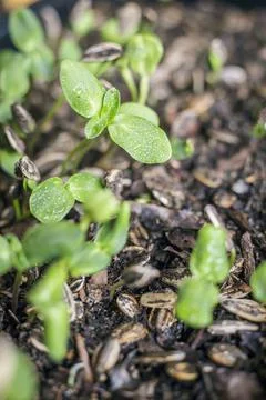 Sunflower sprout from the soil 스톡 사진