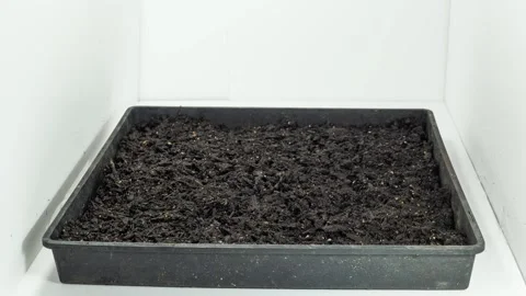 Sunflower Sprout Timelapse 6 Days long Vídeos de archivo 181145697