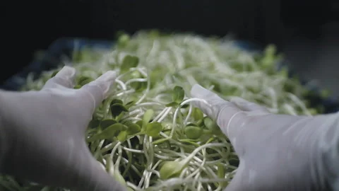 Sunflower sprout was drying with hands. This clip was edited to be slow motion.  Stock Footage 142628326