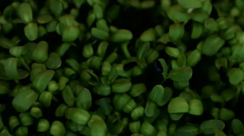 Sunflower sprouts Stock Footage 17410625