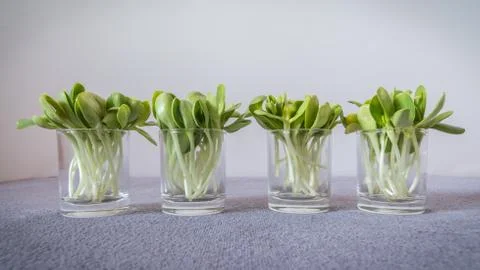 Sunflower sprouts Stock Photos