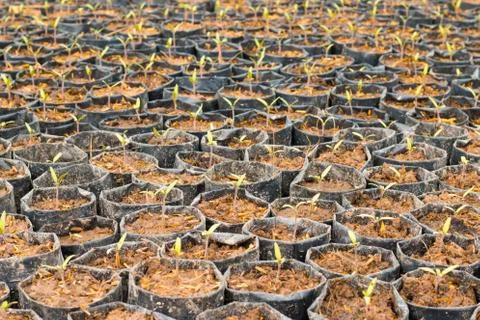 Sunflower sprouts Foto stock