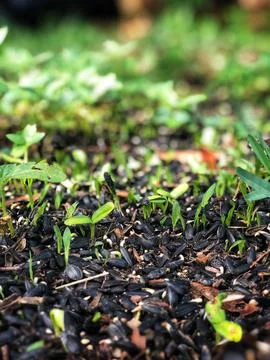 Sunflower Sprouts 库存照片