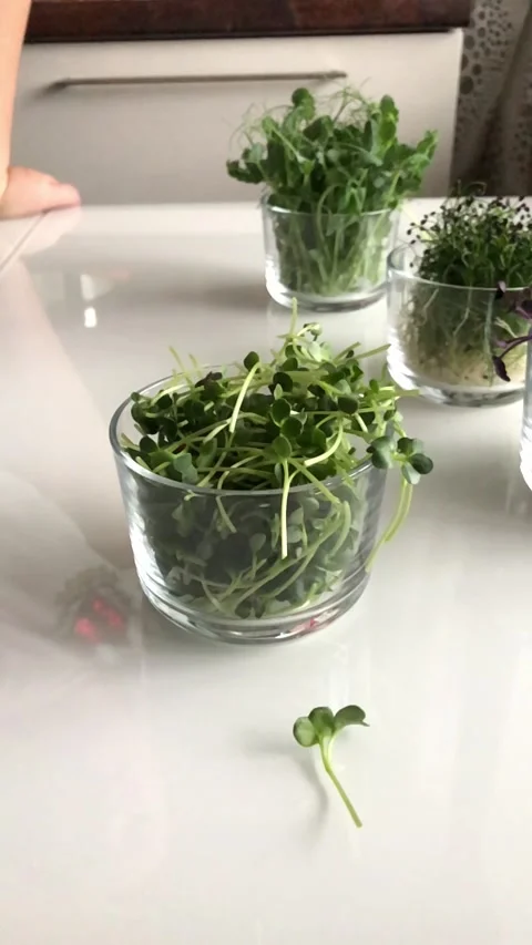Sunflower sprouts pour into a plate on the table Stock Footage 142639979