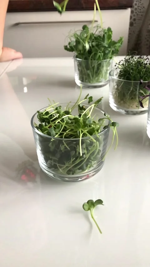 Sunflower sprouts pour into a plate on the table Stock Footage 142640082
