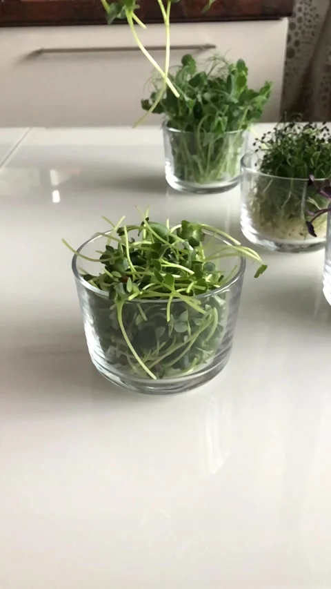 Sunflower sprouts pour into a plate on the table Stock Footage 142640159
