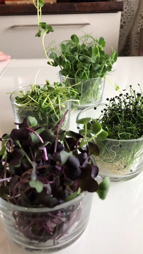 Sunflower sprouts pour into a plate on the table Stock Footage 142640320