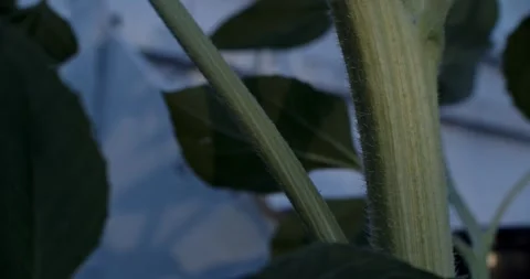 Sunflower Stalk Hairs Stock Footage 292725561
