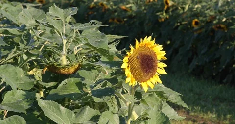 Sunflower Stand Out Stock Footage 96699837