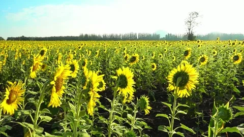 A sunflower standing in a field Vídeo Stock 156843419