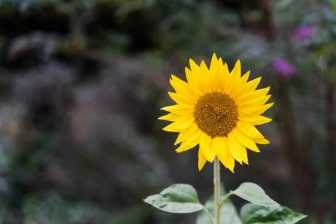 A sunflower standing on the right side Stock Photos