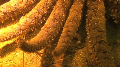 Sunflower star close up Stock Footage 8577449