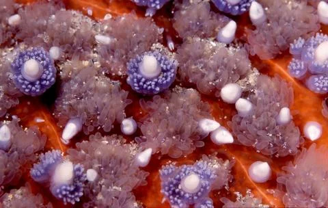 Sunflower starfish close up Stock Photos