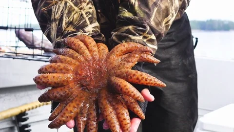 Sunflower Starfish Stock Footage 78583903