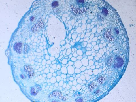 Sunflower stem section Stock Photos