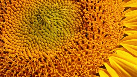 Sunflower Stigma Frontal – 4K Super Macro Slow Pan Stock-Footage 320162953