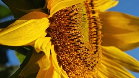 Sunflower Stigma Side View – 4K Macro Close-Up Stock-Footage 320162928