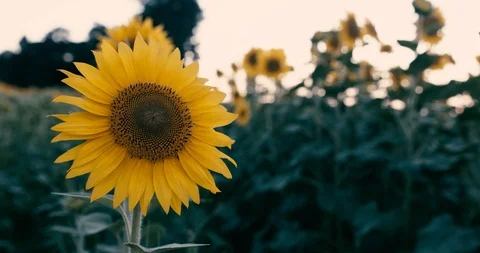 Sunflower stirring in the breeze Stock Footage 92480660