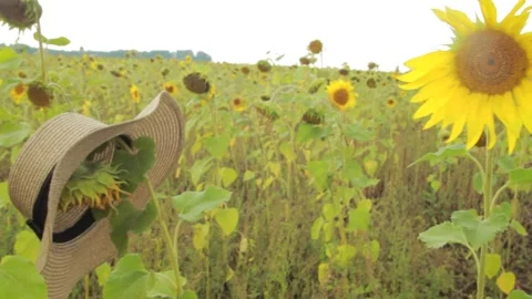 Sunflower in a straw hat staggers in a strong wind against a field of sunflowers Stock Footage 235580425