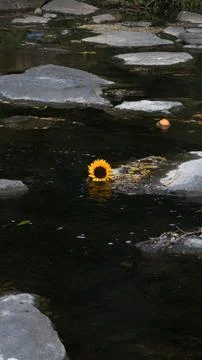 Sunflower stuck in river stream Stock-Fotos