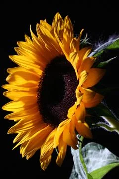 Sunflower in studio 1 Stock Photos