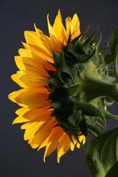 Sunflower in studio 2 Stock Photos