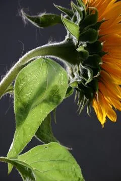 Sunflower in studio 3 Stock Photos
