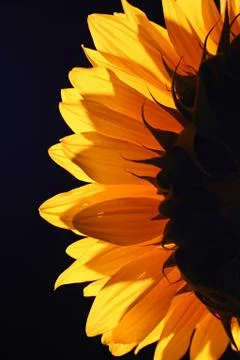 Sunflower in studio 4 Stock Photos