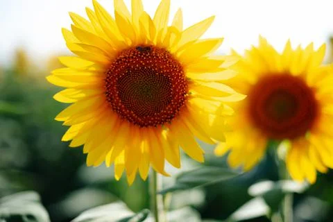 Sunflower with in summer in the field close up Stock Photos