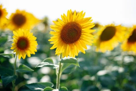 Sunflower with in summer in the field close up Stock Photos