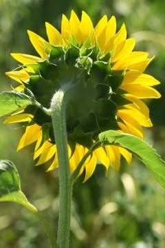 Sunflower on summer field Stock Photos