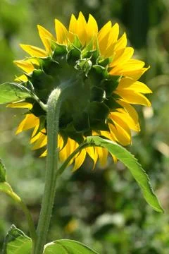 Sunflower on summer field Stock Photos