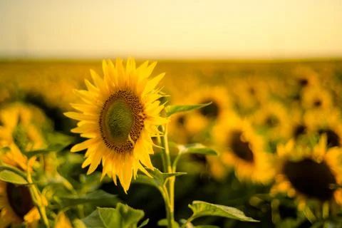Sunflower in the summer field at sunset Stock Photos